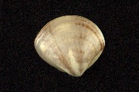 藏品(普通文蛤)的圖片